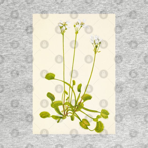 Venus flytrap - Botanical Illustration by chimakingthings